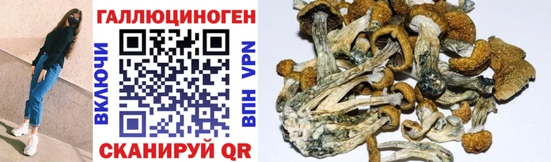 Купить где  Циолковский  Галлюциногенные грибы мицелий 